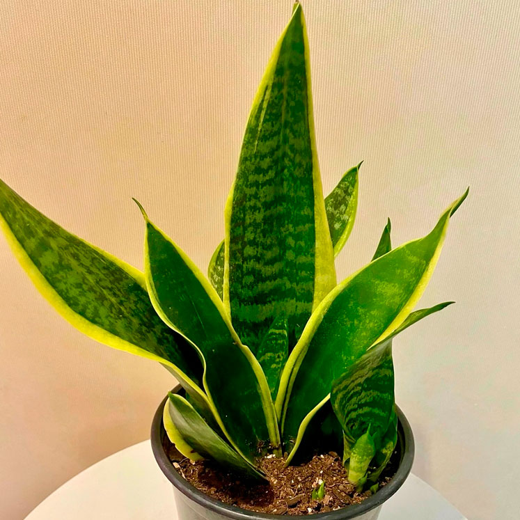 Sansevieria