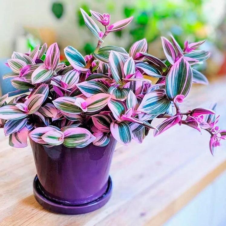Tradescantia