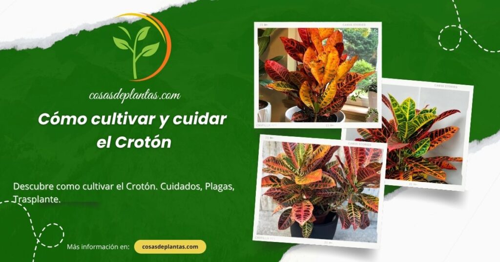 Cómo cultivar y cuidar el Crotón