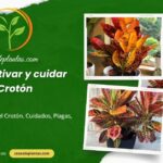 Cómo cultivar y cuidar el Crotón