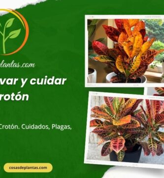 Cómo cultivar y cuidar el Crotón