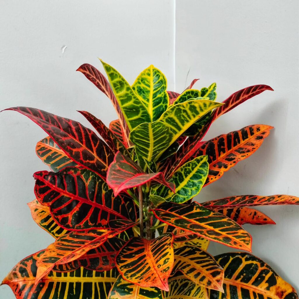 Como cuidar un Crotón