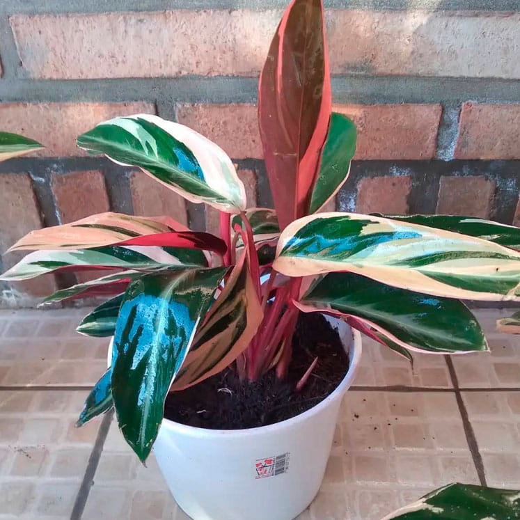 Calathea Stromanthe Tricolor