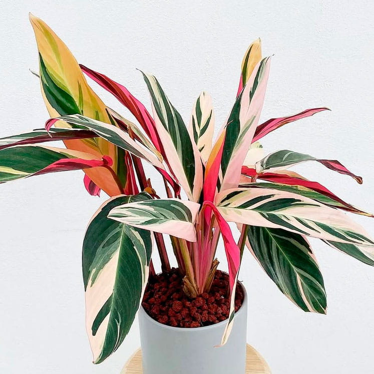 Stromanthe Triostar