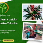 Cuidados de Stromanthe Triostar