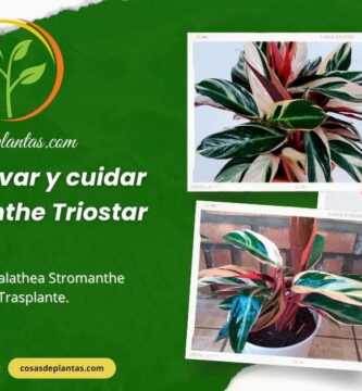 Cuidados de Stromanthe Triostar