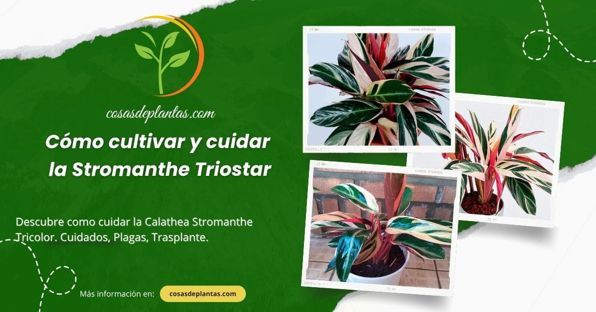 Cuidados de Stromanthe Triostar